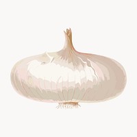 Detailed garlic illustration, natural colors vector. Remixed by rawpixel.