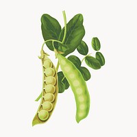 Fresh green peas and leaves vector. Remixed by rawpixel.