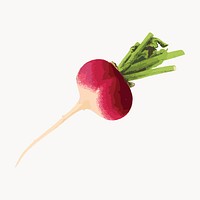 Vibrant radish illustration on white vector. Remixed by rawpixel.