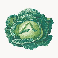 Fresh leafy green cabbage illustration vector. Remixed by rawpixel.