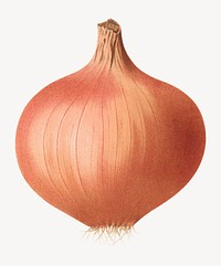 Vintage onion botanical illustration art isolated on white. Remixed by rawpixel.