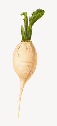 Vintage radish botanical illustration psd. Remixed by rawpixel.