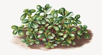 Vibrant succulent plant illustration isolated on white. Remixed by rawpixel.