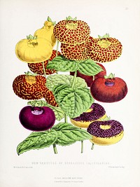 Herbaceous Calceolaria or Slipper flowers from The Floral Magazine (1861-1881) by Worthington G. Smith, John N. Fitch and Walter H. Fitch