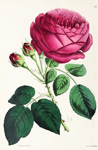 Rose from The Floral Magazine (1861-1881) by Worthington G. Smith, John N. Fitch and Walter H. Fitch