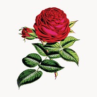 Red rose vintage illustration, isolated vector element. Remixed by rawpixel.