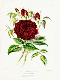 Red rose from The Floral Magazine (1861-1881) by Worthington G. Smith, John N. Fitch and Walter H. Fitch