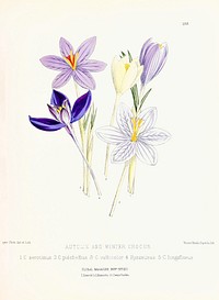 Autumn and Winter Crocus from The Floral Magazine (1861-1881) by Worthington G. Smith, John N. Fitch and Walter H. Fitch