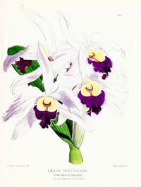 Laelia Veitchiana from The Floral Magazine (1861-1881) by Worthington G. Smith, John N. Fitch and Walter H. Fitch