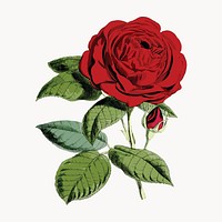 Grand Mogul Crimson Hybrid Rose vintage illustration, isolated vector element. Remixed by rawpixel.