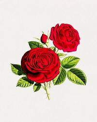 Rose Duke of Albany from The Floral Magazine (1861-1881) by Worthington G. Smith, John N. Fitch and Walter H. Fitch. Digitally enhanced by rawpixel.