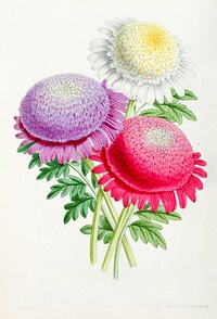 Dahlia from The Floral Magazine (1861-1881) by Worthington G. Smith, John N. Fitch and Walter H. Fitch