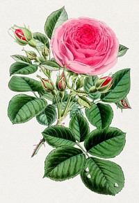 Hybrid Perpetual roses from The Floral Magazine (1861-1881) by Worthington G. Smith, John N. Fitch and Walter H. Fitch. Digitally enhanced by rawpixel.