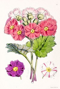 Primula Sinensis from The Floral Magazine (1861-1881) by Worthington G. Smith, John N. Fitch and Walter H. Fitch