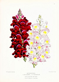 Gladiolus from The Floral Magazine (1861-1881) by Worthington G. Smith, John N. Fitch and Walter H. Fitch