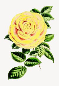 Yellow rose vintage illustration. Remixed by rawpixel.