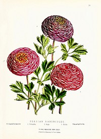 Persian Ranunculus from The Floral Magazine (1861-1881) by Worthington G. Smith, John N. Fitch and Walter H. Fitch