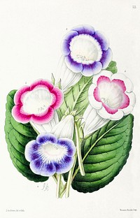 Gloxinia, varieties of (Gloxinia speciosa var.) from The Floral Magazine (1861-1881) by Worthington G. Smith, John N. Fitch and Walter H. Fitch