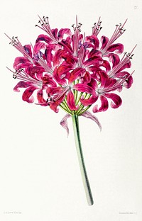 Nerine, Larger Glittering (Nerine corusca major) from The Floral Magazine (1861-1881) by Worthington G. Smith, John N. Fitch and Walter H. Fitch