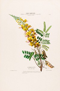 Yellow Peacock Flower from Flore d'Amérique (1843-1846) by Étienne Denisse.