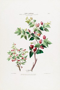 Pimento Pepper Plant from Flore d'Amérique (1843-1846) by Étienne Denisse.