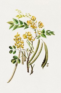 Styptic Senna Plant from Flore d'Amérique (1843-1846) by Étienne Denisse. Digitally enhanced by rawpixel.