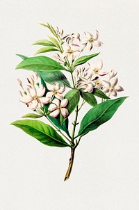 Jasmine flower from Flore d'Amérique (1843-1846) by Étienne Denisse. Digitally enhanced by rawpixel.