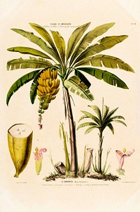 Banana Tree from Flore d'Amérique (1843-1846) by Étienne Denisse.