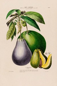 L'avocatier from Flore d'Amérique (1843-1846) by étienne Denisse.