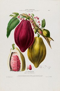 Cocoa Butter from Flore d'Amérique (1843-1846) by Étienne Denisse.