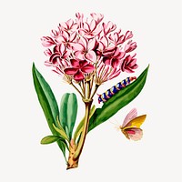 Plumeria Frangipanni from Flore d'Amérique, vintage botanical illustration vector. Remixed by rawpixel.