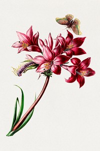 Belladonna Lily Flower from Flore d'Amérique (1843-1846) by Étienne Denisse. Digitally enhanced by rawpixel.