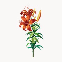 Tiger Lily from Flore d'Amérique, vintage botanical illustration vector. Remixed by rawpixel.