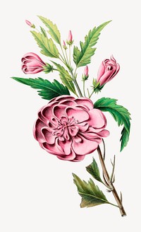 Confederate Rose Plant from Flore d'Amérique, vintage botanical illustration. Remixed by rawpixel.