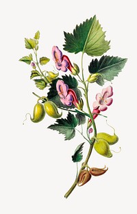 Annual Honesty from Flore d'Amérique, vintage botanical illustration. Remixed by rawpixel.