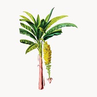 Banana Tree from Flore d'Amérique, vintage botanical illustration vector. Remixed by rawpixel.