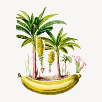 Banana Tree from Flore d'Amérique, vintage botanical illustration vector. Remixed by rawpixel.