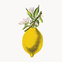 Citrus from Flore d'Amérique, vintage botanical illustration vector. Remixed by rawpixel.