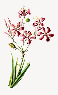 Blackberry Lily from Flore d'Amérique, vintage botanical illustration. Remixed by rawpixel.