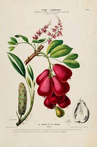 Ackee from Flore d'Amérique (1843-1846) by Étienne Denisse.