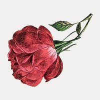 Red rose vintage flower, vintage vector element. Remixed by rawpixel.