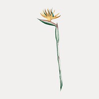 Flower element, bird of paradise illustration, isolated vector element. Remixed by rawpixel.