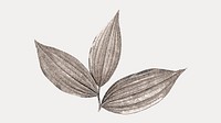 Vintage gray leaf, isolated vector element. Remixed by rawpixel.