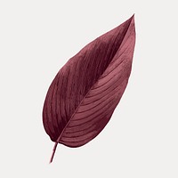 Red Autumn leaf, vector element. Remixed by rawpixel.