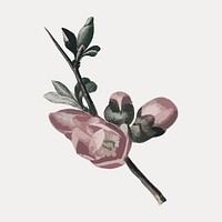 Vintage pink flower buds illustration, vector element. Remixed by rawpixel.