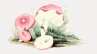 Vintage russula emetica mushroom illustration vector. Remixed by rawpixel.