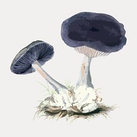 Vintage violet webcap mushroom illustration vector. Remixed by rawpixel.