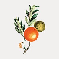 Vintage oranges on a branch design element vector. Remixed by rawpixel.