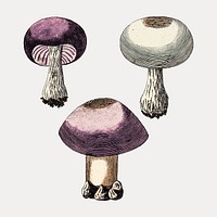 Vintage violet webcap mushroom illustration vector. Remixed by rawpixel.