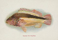 Hawaiian Fish Hilupilikoa (ca. 1905-1940) by David Starr Jordan illustrated by Albertus Hutchinson and Charles Bradford.